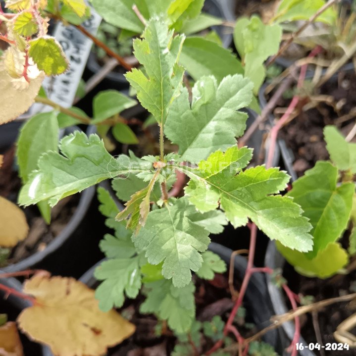 Aubépine monogyne, Crataegus monogyna image